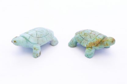 Tortuguita - Imagen 4
